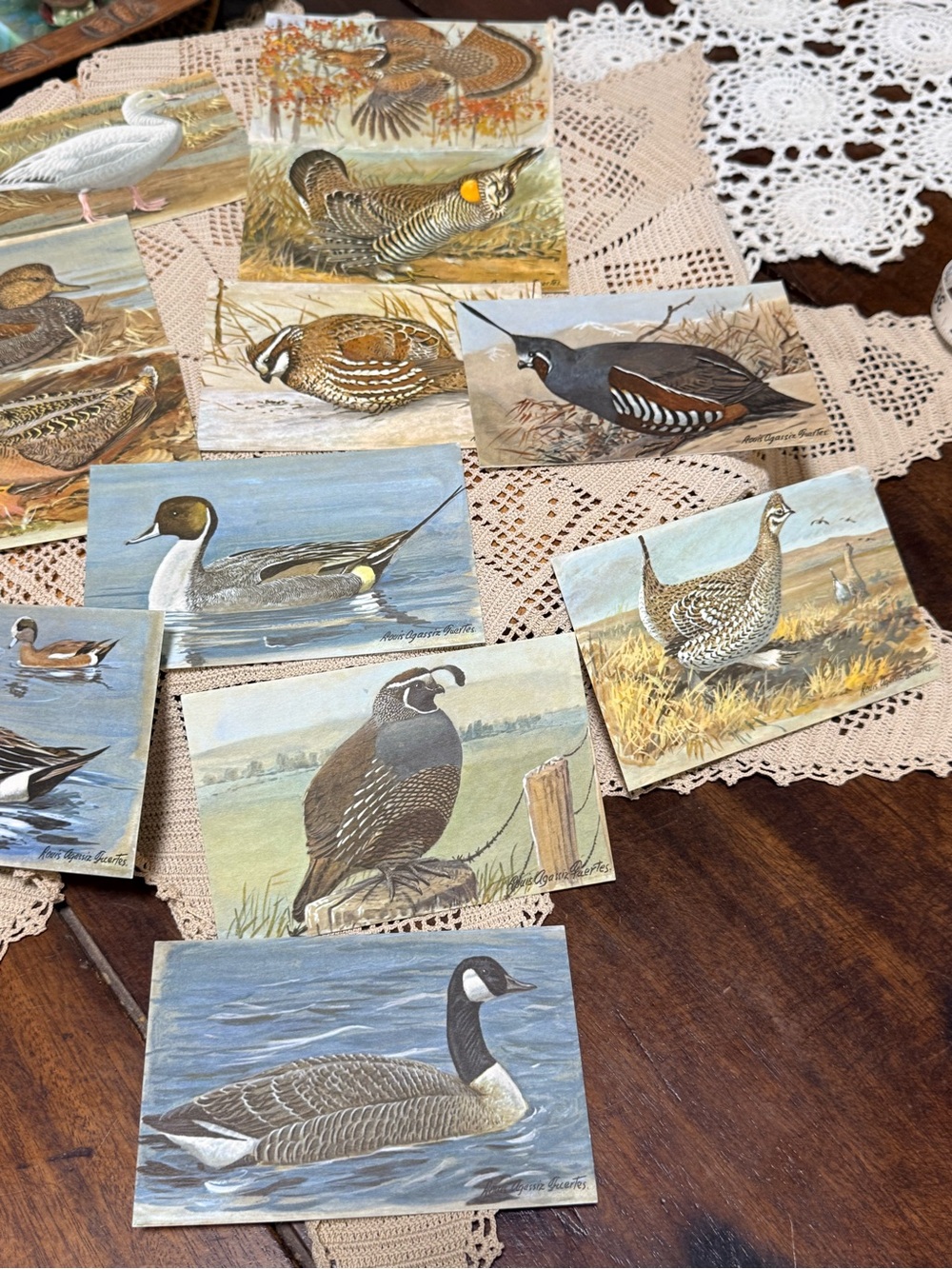 Complete Set Of 12 Vintage 1960s Louis Agassiz Fuentes Bird Postcards